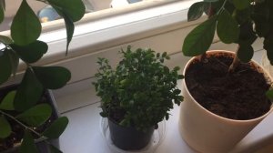 Муррайя метельчатая, муррайя голландская, микромуррайя. Особенности, различия и уход.