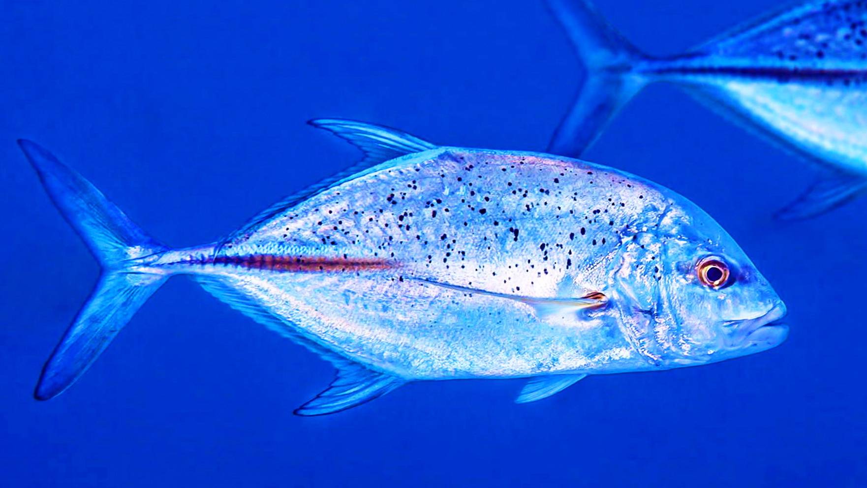 Подводная охота в Эмиратах (3 серия). смотреть онлайн