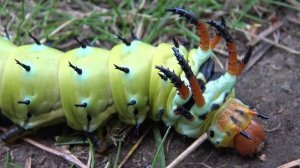 Самая большая гусеница НА СВЕТЕ/ РОГАТЫЙ ДЬЯВОЛ ГИКОРИ