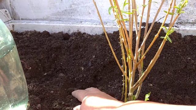 Верба ! Посадка вербы в  саду !