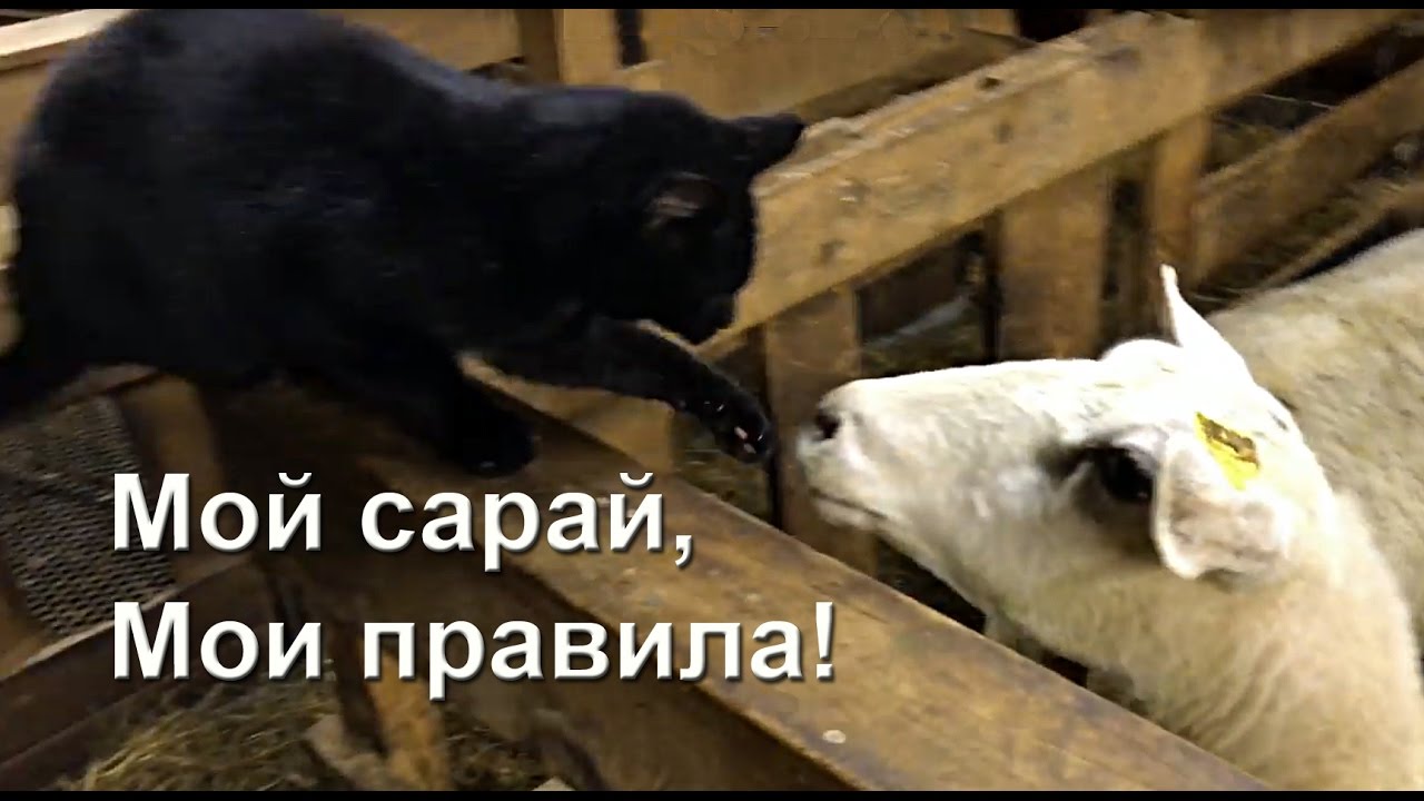 Карма настигла наглого кота: смешные животные смотреть онлайн