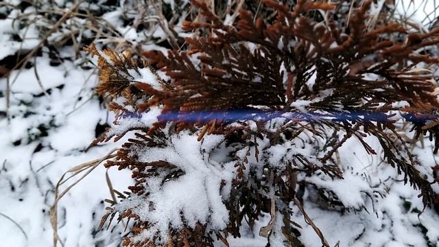 ХВОЙНЫЕ , которые меняются зимой | почему хвойные растения меняют цвет зимой | туя западная смотреть онлайн