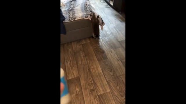 Милые животные