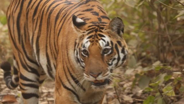 MV-3 Tigress- Kanha National Park (Mukki Zone) смотреть онлайн