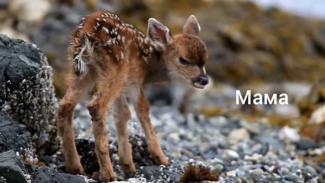 Милый новорожденный олененок завет маму смотреть онлайн