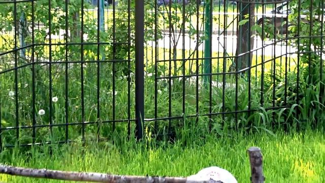 Макс и Соня очень любят мороженное! смотреть онлайн