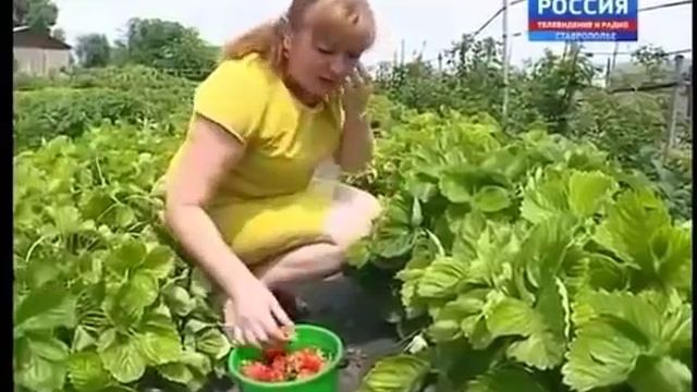 Гигантская клубника, малина и ежевика Евгений Сизон смотреть онлайн