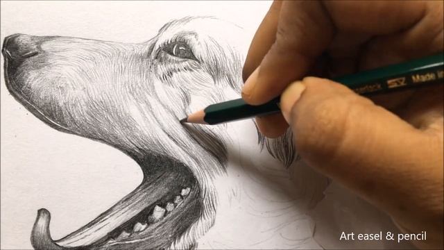 Dog Face Drawing in Pencil | Pencil Sketch | Animal Drawing смотреть онлайн