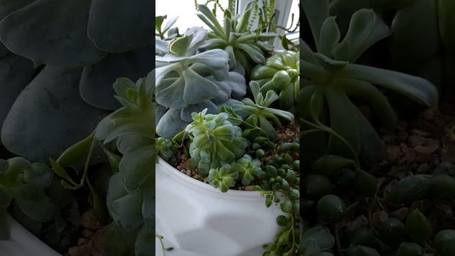 Композиция из суккулентов в горшке смотреть онлайн