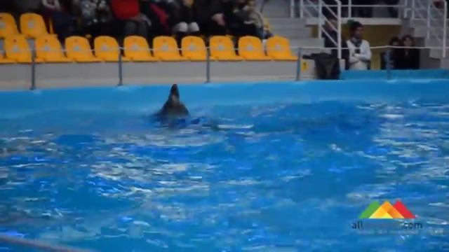 Дельфины танцуют танец настоящей любви смотреть онлайн