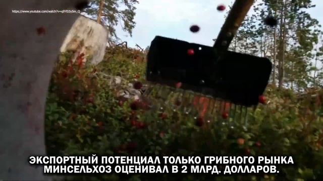 СБОР ЯГОД, ГРИБОВ, ОРЕХОВ И ТРАВ ПРОКОНТРОЛИРУЮТ. БУДЕМ БРАТЬ РАЗРЕШЕНИЕ И ПЛАТИТЬ НАЛОГ? смотреть онлайн