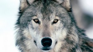 Гр.Арамис и Николай Ким _Валерия_