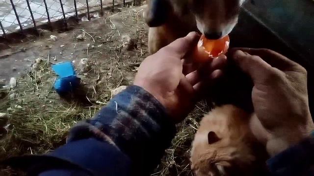 120. Дикая, лесная лиса Маркиза - дневник приручения, шаг вперёд, два назад!)) смотреть онлайн