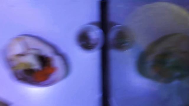 What I FEED my hermit crabs | 2020 | смотреть онлайн