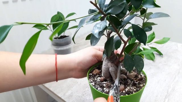 Фикус Микрокарпа Бонсай обрезка