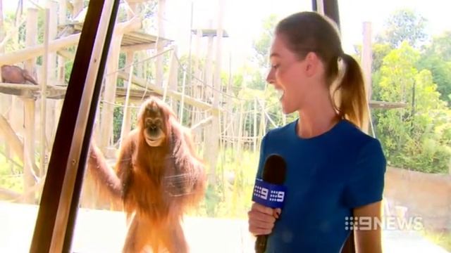 The Smiling Orangutan (Courtesy: Channel Nine News) смотреть онлайн