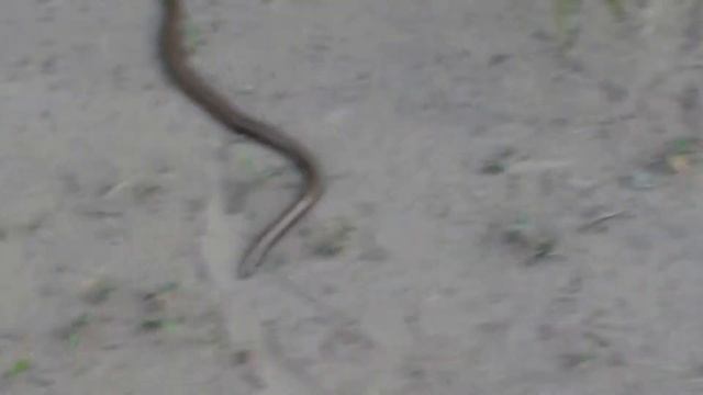 Медянка смотреть онлайн