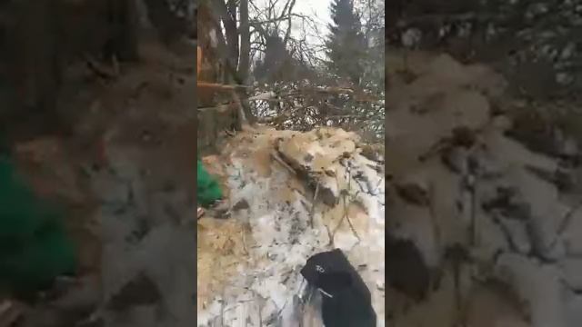 Валка тополя диаметр 1,3м с оттяжкой. смотреть онлайн