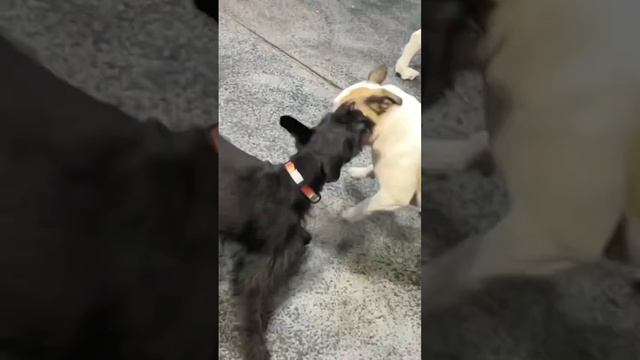 mini mosh смотреть онлайн