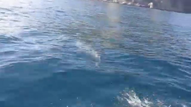 Crimea. Black Sea. Dolphins. Крым. Черное Море. Дельфины. смотреть онлайн
