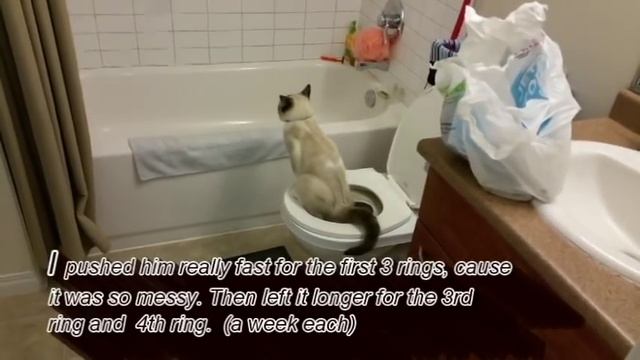 Toilet Train your cat in 6 weeks смотреть онлайн