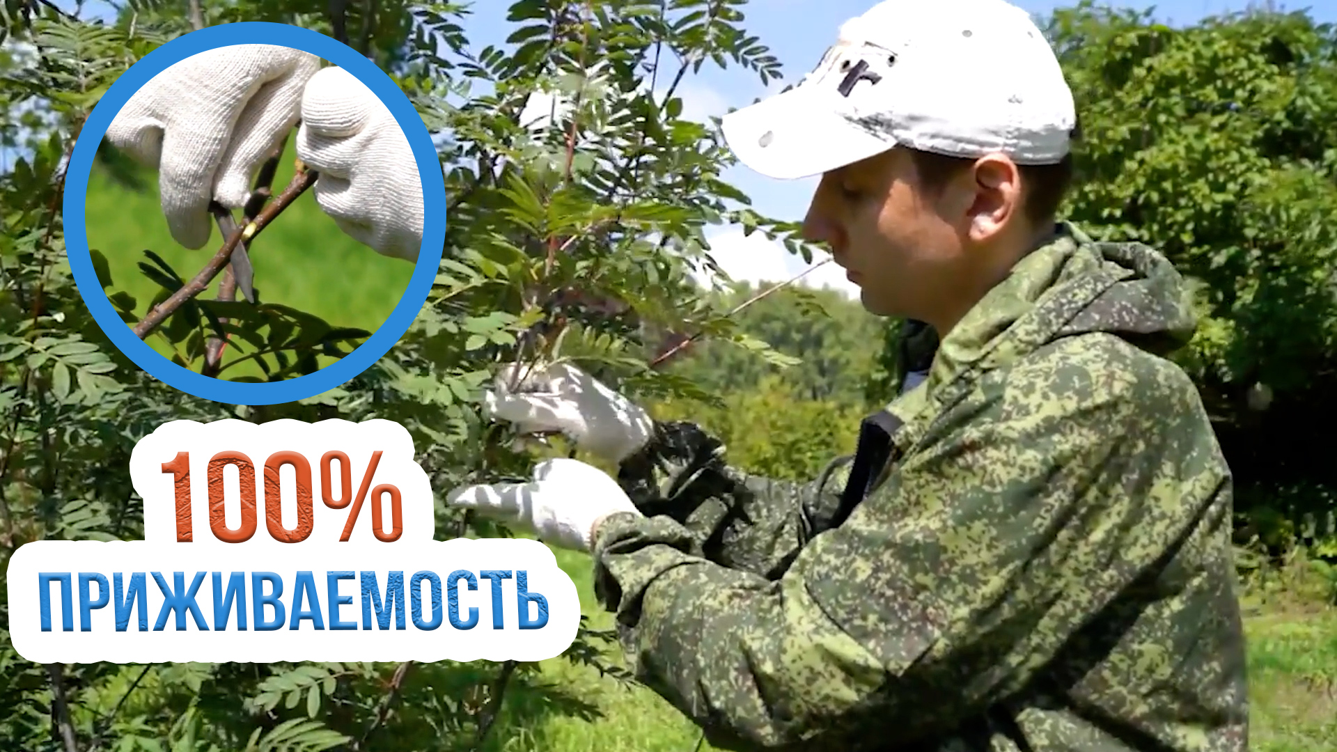 Летняя прививка плодовых деревьев. Как правильно прививать плодовые деревья? смотреть онлайн