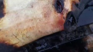 разделка вьетнамской свиньи