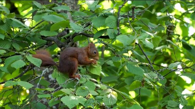 Лучшая целебная музыка, которую можно бесконечно слушать и восстанавливаться.Very, Very Gentle Musi