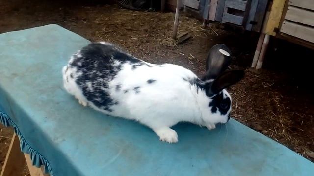 Кролики бабочка//жизнь в деревне//сад мечты смотреть онлайн