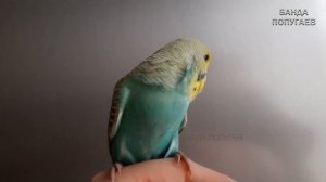 ? ✉ Почему не стоит выпускать попугая в первые дни летать?