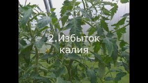 Нехватка кальция у томатов