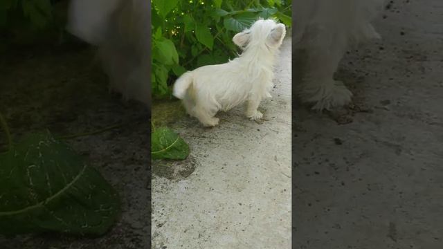 Щенок Вест хайленд уайт терьере смотреть онлайн