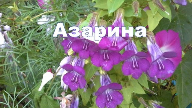 однолетние садовые цветы смотреть онлайн