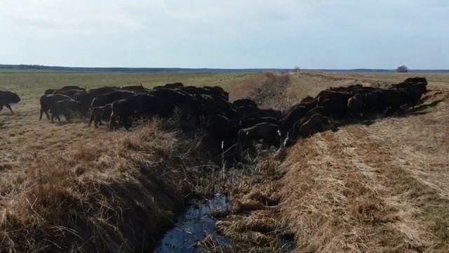 Большое стадо зубров. Беларусь смотреть онлайн
