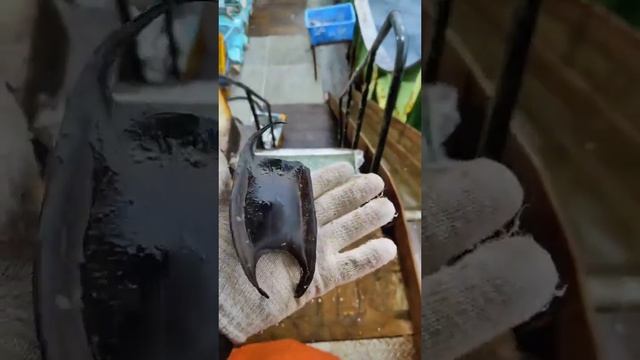 ЯЙЦО СКАТА