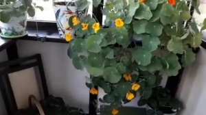 СУПЕР Настурция!??на Балконе! Пышный зеленый куст????