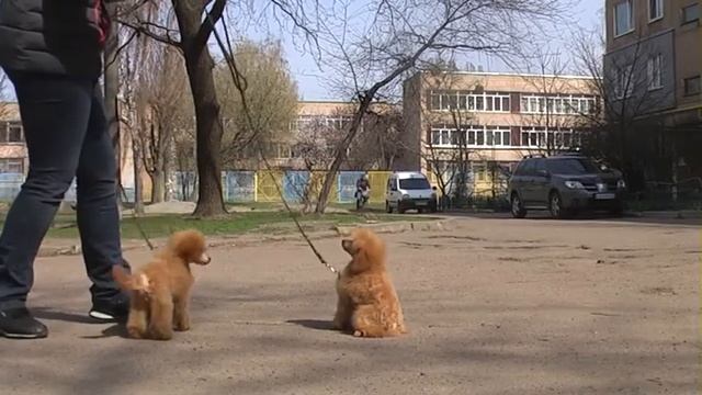 рыжик смотреть онлайн