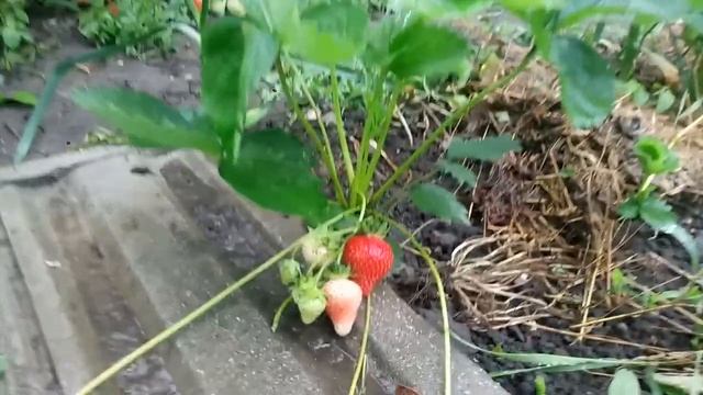 Клубника Сандра смотреть онлайн