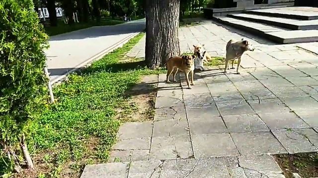 Какие милые дворовые собачки г.Жашков смотреть онлайн