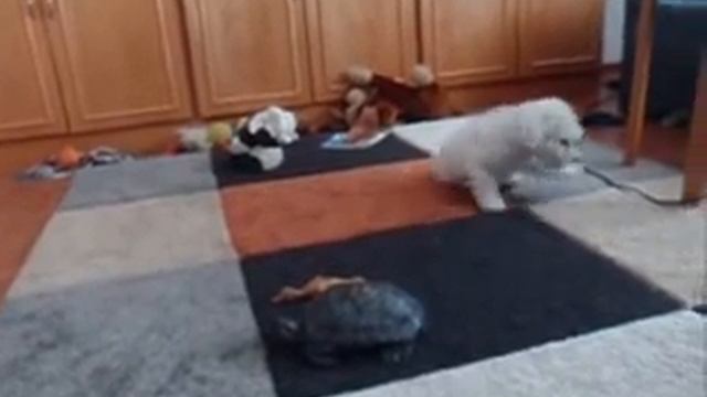 Bichon frise puppy barking at смотреть онлайн