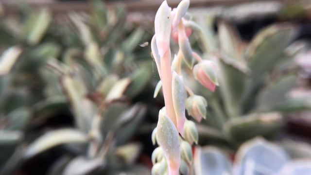 Succulent Plant Echeveria lilacina 多肉植物開花 麗娜蓮 смотреть онлайн