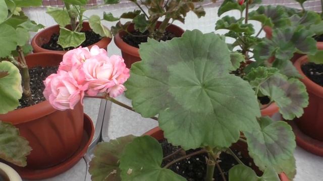 Пеларгония розебудная APRIL SNOW смотреть онлайн