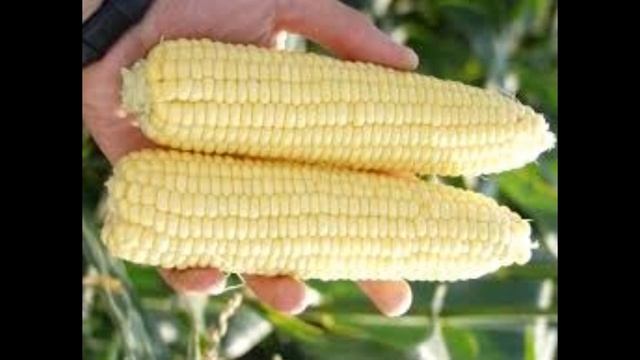 ??ПОЛЬЗА И ВРЕД ЛЮБИМОГО ЛАКОМСТВА. КУКУРУЗА смотреть онлайн