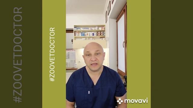 Защита от защиты, спрей от комаров для людей не используйте собакам и кошкам #Зооветдктор смотреть онлайн