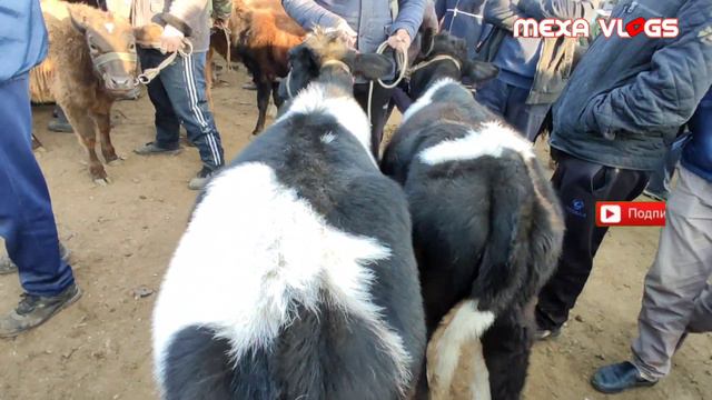 Самарканд Жума Мол Бозор Нархлари #MOL_BOZOR #JUMA_BOZOR #QUY_BOZOR