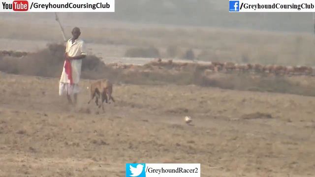 new dog race 2021 season | greyhound racing | track race смотреть онлайн