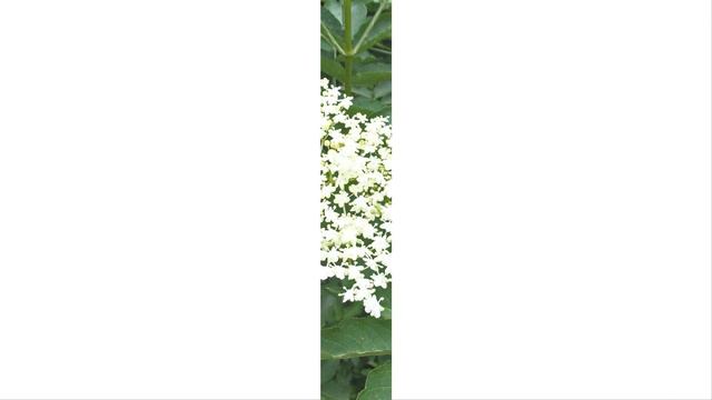 БУЗИНА SAMBUCUS nigra смотреть онлайн
