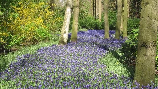 Кёкенхоф сад цветов смотреть онлайн