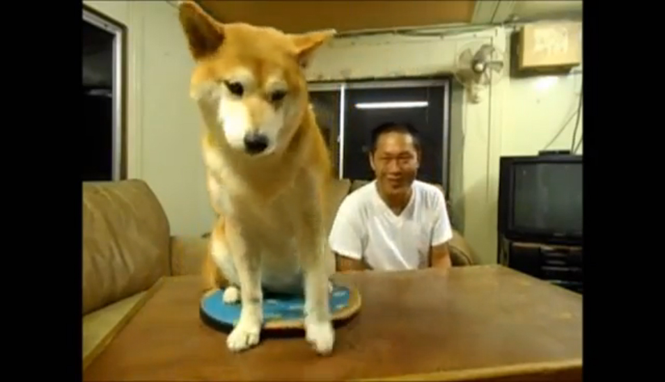 Шиба-Ину не хочет целоваться смотреть онлайн