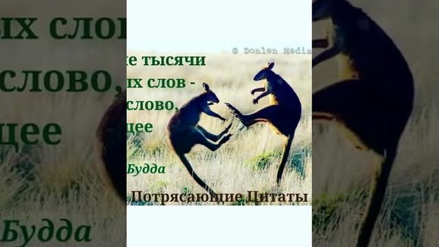 "Потрясающие цитаты" смотреть онлайн